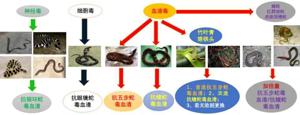 毒蛇咬伤急救指南：从自救互救到血清获取的完整生存手册