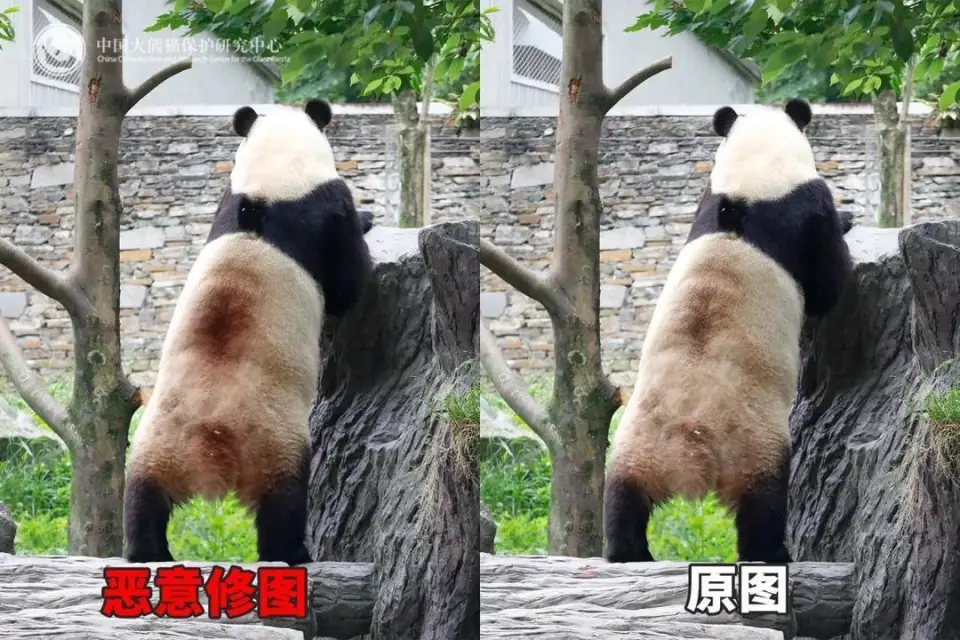 大熊猫身上惊现“血洞”？别慌！这可能是场乌龙